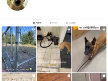 9K Pets Dogs Instagram Account for sale