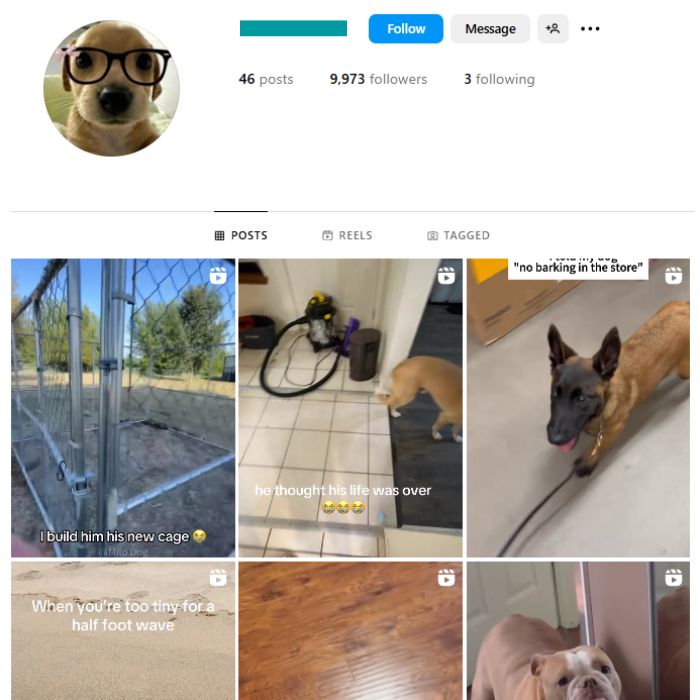 9K Pets Dogs Instagram Account for sale