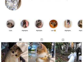 1K Kittens Cats Instagram Account for sale