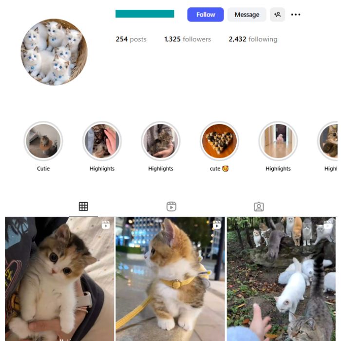 1K Kittens Cats Instagram Account for sale