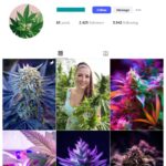 2K CBD Herbs Instagram Account for sale