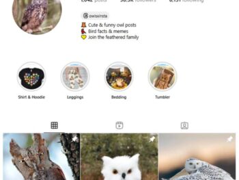 38K Owls Birds Animals Instagram Account for sale