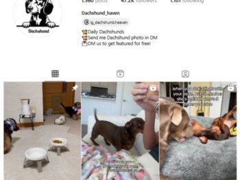 47K Dachshund Dogs Instagram Account for sale for sale