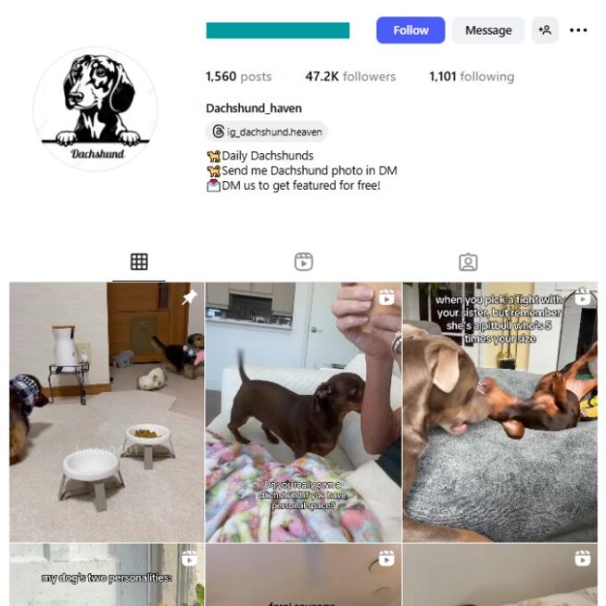 47K Dachshund Dogs Instagram Account for sale for sale