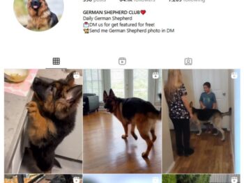 60K German Shepherd Dog Instagram Account for sale
