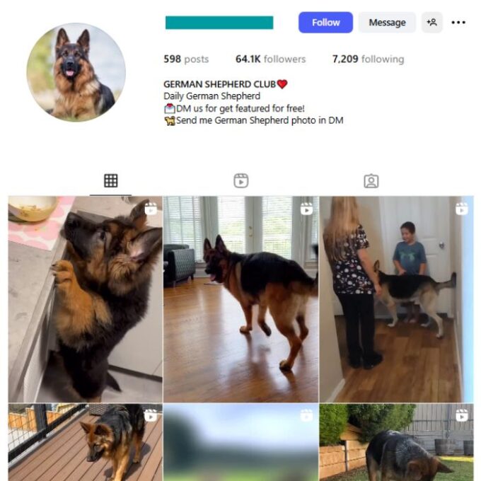 60K German Shepherd Dog Instagram Account for sale