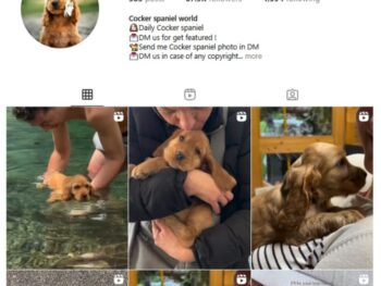 65K Cocker Spaniel Dog Instagram Account for sale