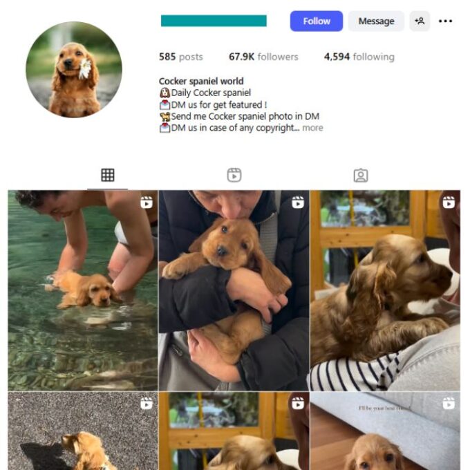 65K Cocker Spaniel Dog Instagram Account for sale