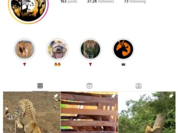 35K Wildlife Animals Instagram Account for sale