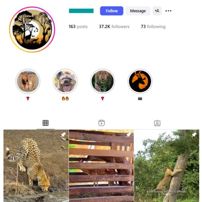 35K Wildlife Animals Instagram Account for sale
