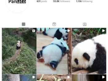 55K Panda Animals Instagram Account for sale