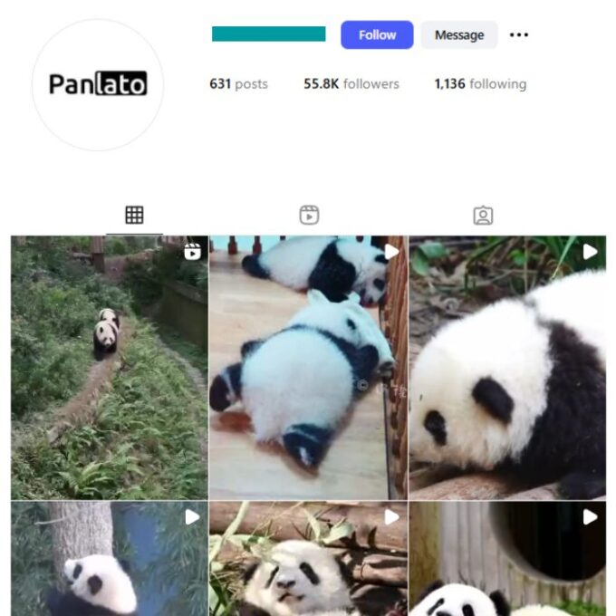 55K Panda Animals Instagram Account for sale