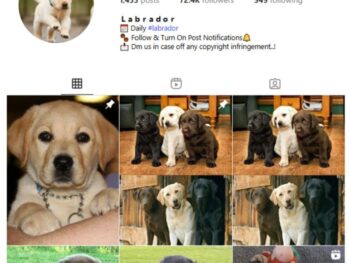 70K Labrador Pets Instagram Account for sale
