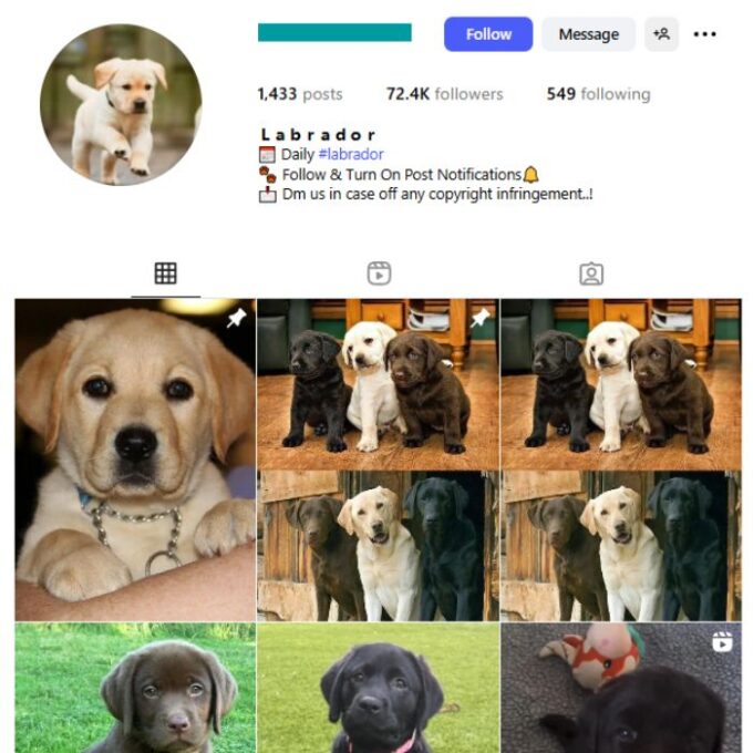 70K Labrador Pets Instagram Account for sale