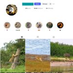 90K Wildlife Animals Instagram Account for Sale