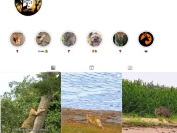90K Wildlife Animals Instagram Account for Sale
