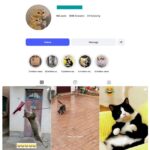 100K Cats Pets Instagram Account for sale