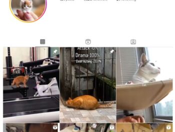 11K Pets Cats Instagram Account for sale