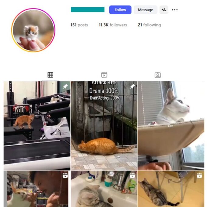 11K Pets Cats Instagram Account for sale