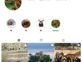 1K Pets Animals Instagram Account for sale