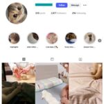 2K Kittens Cats Instagram Account for sale