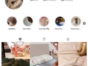 2K Kittens Cats Instagram Account for sale