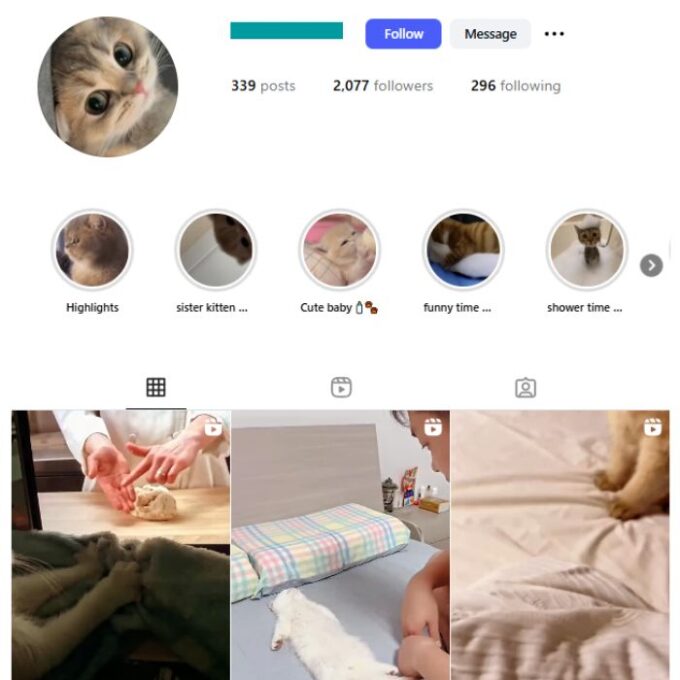 2K Kittens Cats Instagram Account for sale