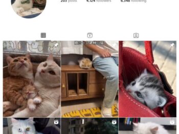 4K Cute Cats Instagram Account for sale