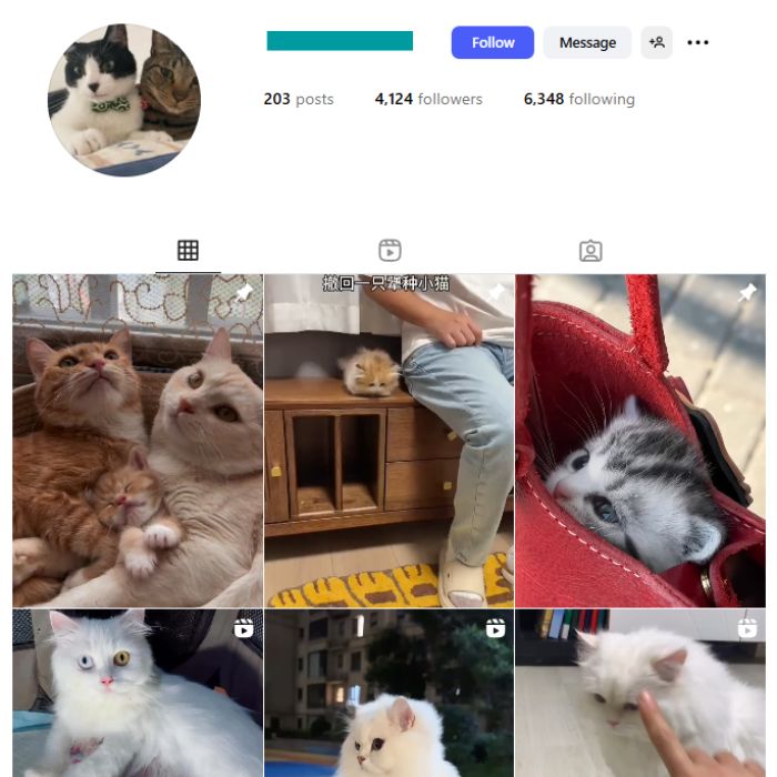4K Cute Cats Instagram Account for sale 4K Cute Cats Instagram Account for sale