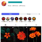 2K Nature Sunflowers Instagram Account for sale