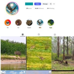 35K Wildlife Animals Instagram Account for Sale