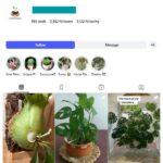 3K Plant Pot Gardening Instagram Account for sale