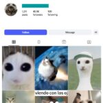 40K Kittens Cats Instagram Account for sale