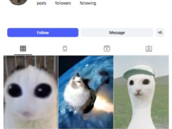 40K Kittens Cats Instagram Account for sale