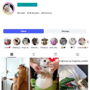 10K Cute Cats Instagram Account for sale