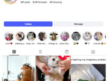 10K Cute Cats Instagram Account for sale