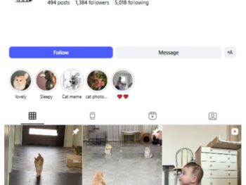 1K Cute Cats Instagram Account for sale