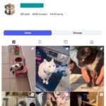 29K Cats Pets Instagram Account for sale