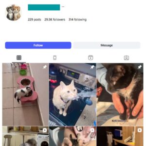 29K Cats Pets Instagram Account for sale