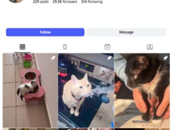 29K Cats Pets Instagram Account for sale