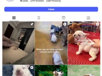 2K Bulldog Pets Instagram Account for sale
