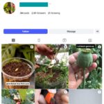 2K Indoor Plants Vegetable Instagram Account for sale
