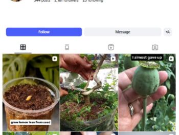 2K Indoor Plants Vegetable Instagram Account for sale