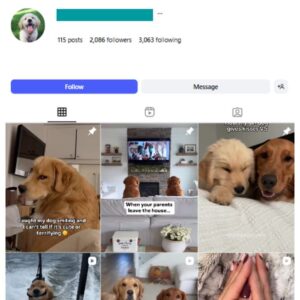 2K Puppy Golden Retrievers Instagram Account for sale
