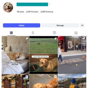 2K Retriever Dogs Pets Instagram Account for sale