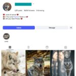 35K Wolf Wildlife Instagram Account for sale