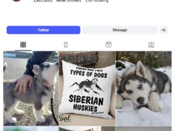 60K Husky Pets Dog Instagram Account for sale