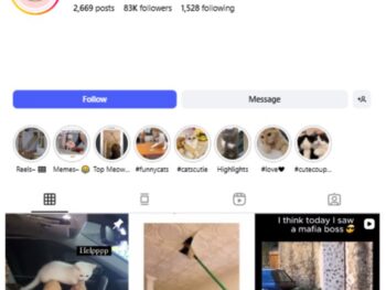 80K Funny Cats Pets Instagram Account for sale