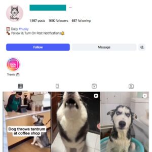 160K Husky Dogs Instagram Account for sale