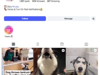 160K Husky Dogs Instagram Account for sale
